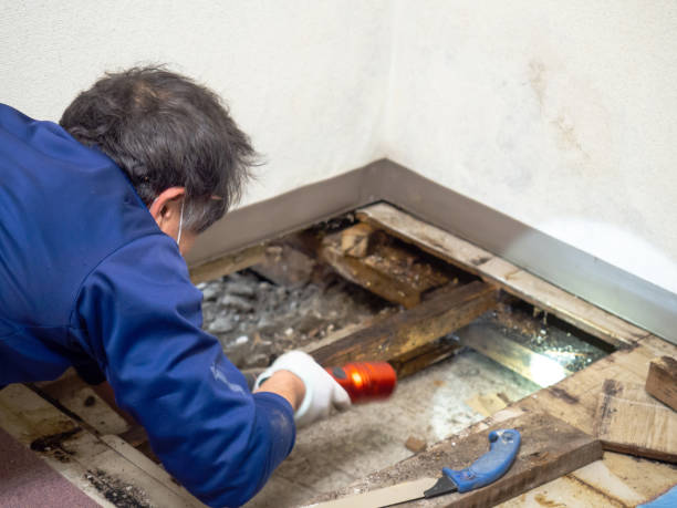 Rexburg, ID Mold Remediation Company