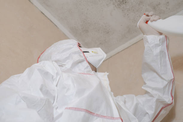 Best Basement Mold Remediation in Rexburg, ID