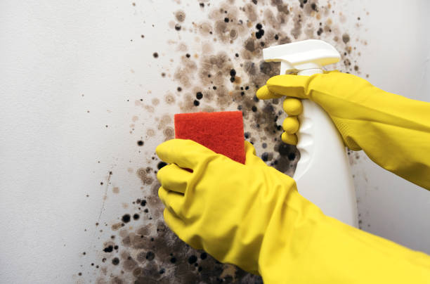Best Mold Testing and Inspection Services in Rexburg, ID